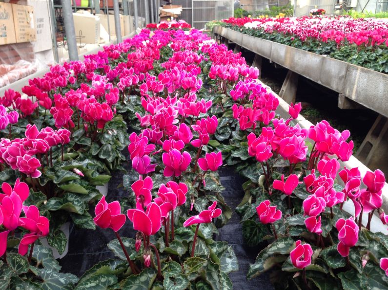 pianta di ciclamino a fioritura invernale