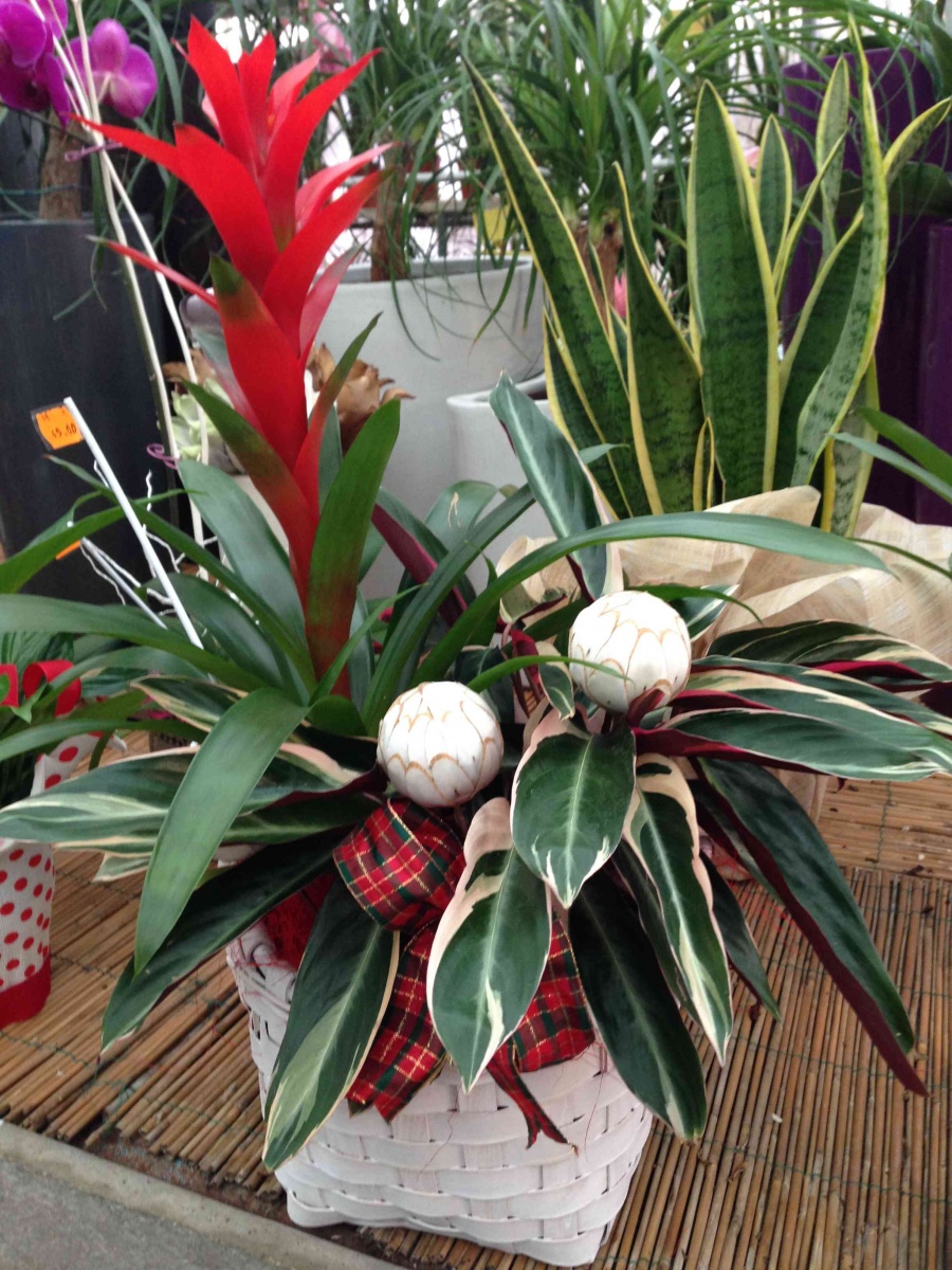 piante fiorite in confezione da regalo confezioniamo piante di ogni i tipo per rendere il tuo regalo bellissimo