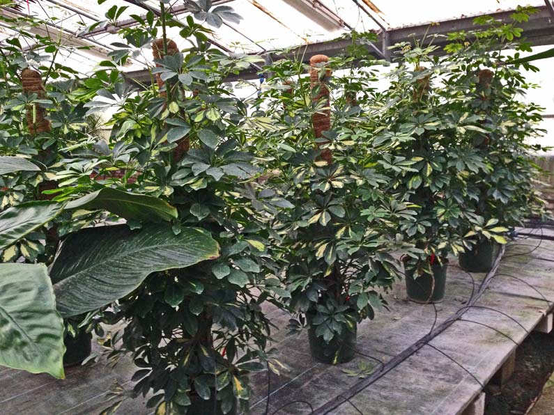 Pianta Ornamentale sempreverde da interno