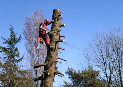 Abbattimento e potatura alberi