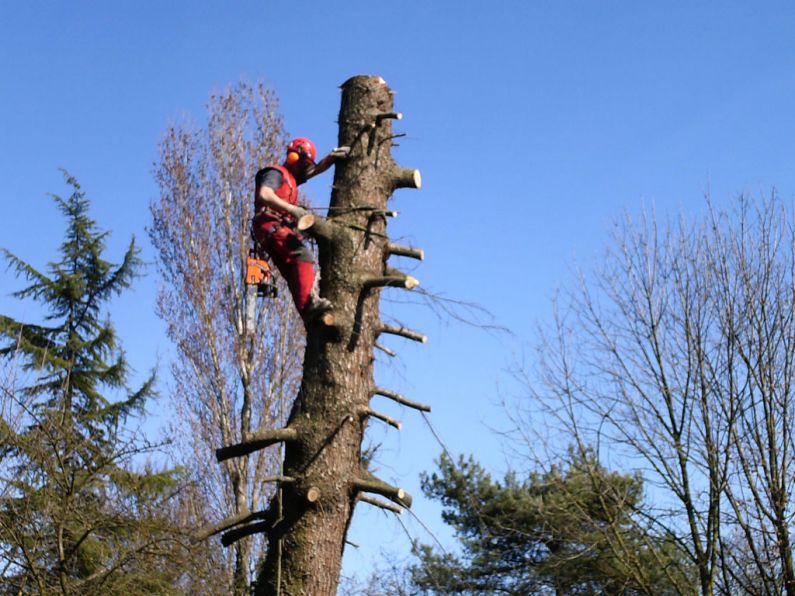potatura in tree climbing