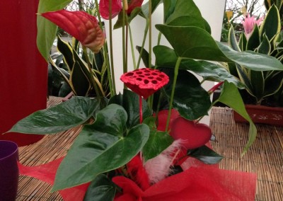 Anthurium