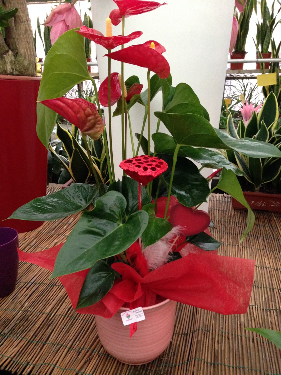 vaso di anthurium con vaso di ceramica colorato confezionato da regalo per san valentino