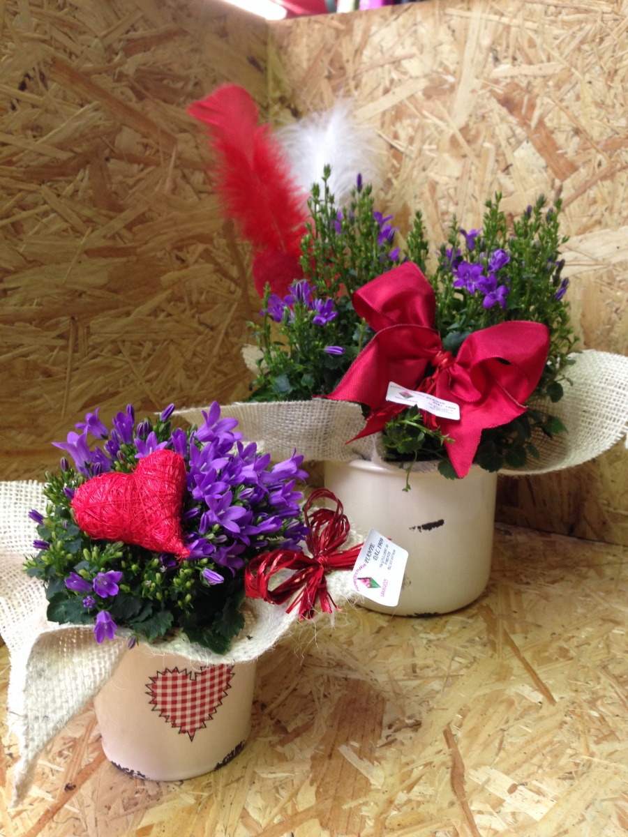 piantina di campanula in vasetto ceramica stile copuntry in decorazione san valentino