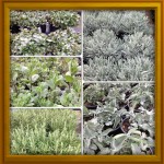 insieme di piante aromatiche composto da menta piperita lavanda officinale rosmarino menta marocchina salfia a foglia grande