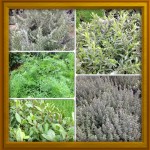 insieme di erba aromatiche da cunica composto da rosmarino prostrato finocchio selvatico pepolino issopo e alloro