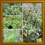 insieme di erbe da cucina composto da origano menta glaciale mirto e ruta