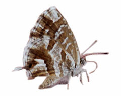 Immagine della farfallina del geranio