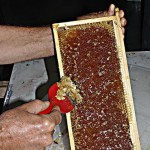 il telaietto dove le api conservano il miele prodotto