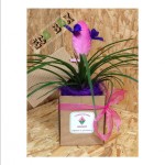 tillandsia in ecobox avana