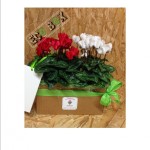 ciclamino mini in ecobox avana