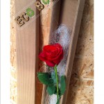 dettaglio rosa singola ecobox