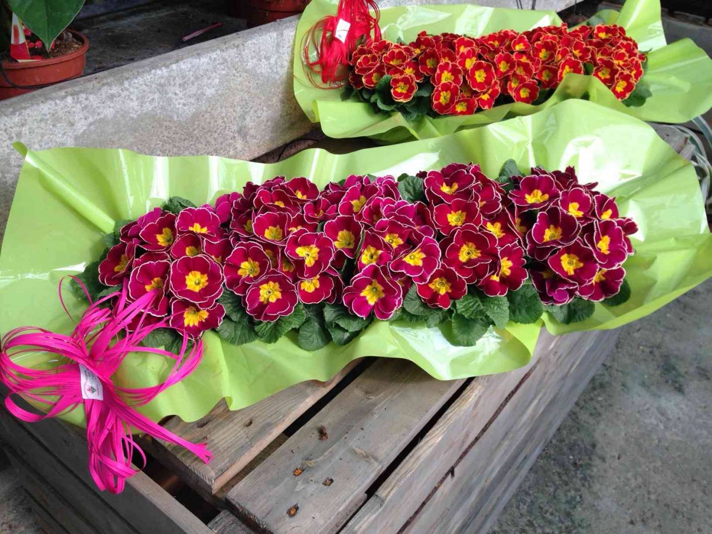 composizione di primule monocolore in confezione da regalo con fiocco