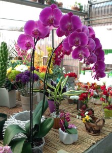 pianta di orchidea phalenopsis a due rami ramificato colori a scelta