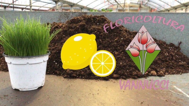 Terriccio per Limoni: come sceglierlo e alcuni suggerimenti