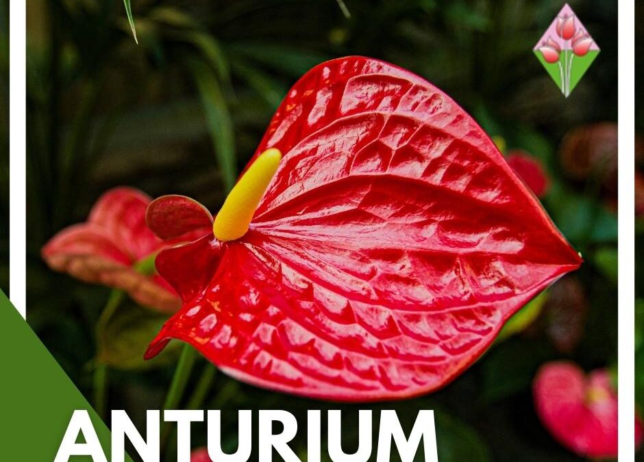 Anturium