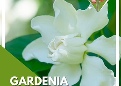 Gardenia