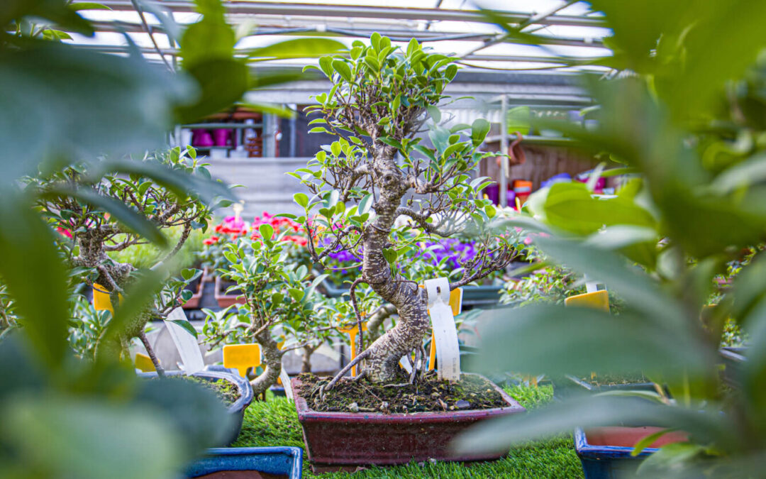 Fiera dell’Orticoltura Firenze