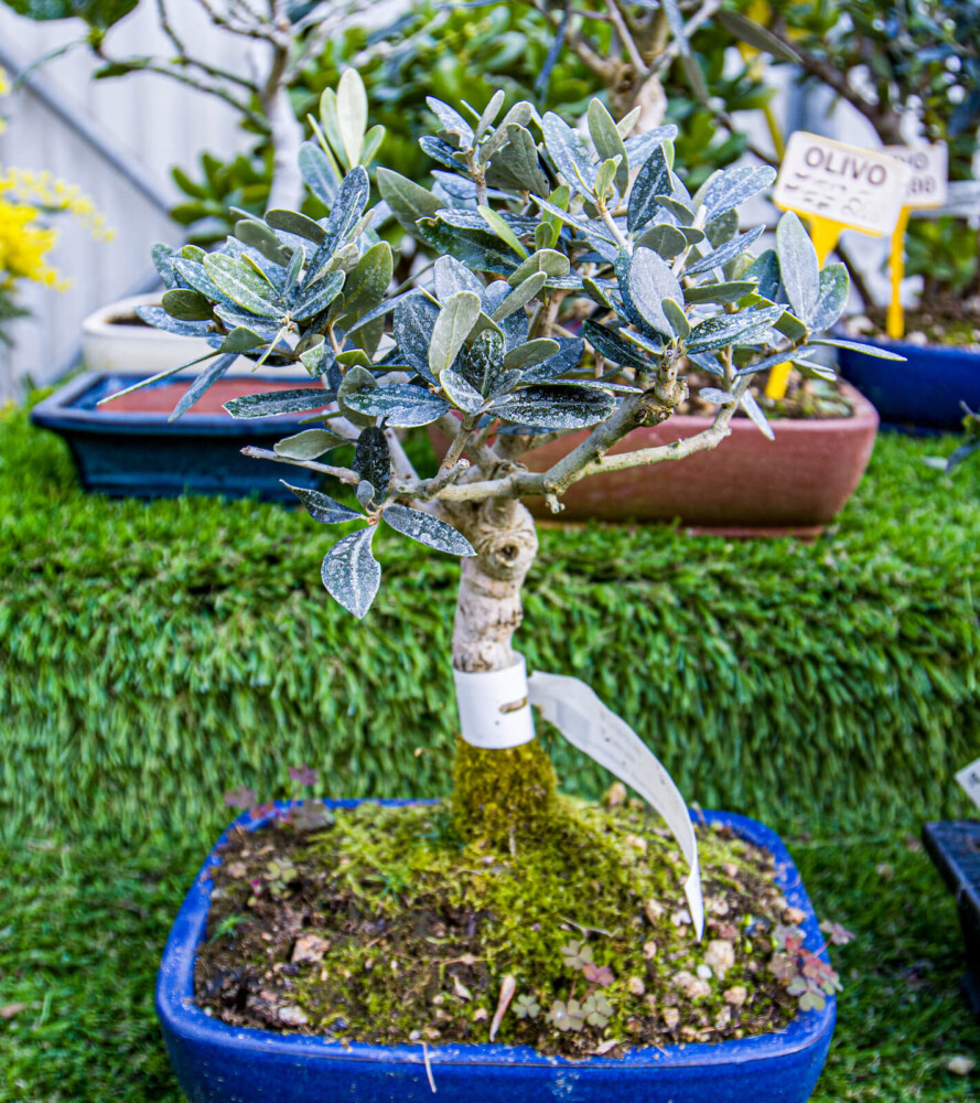 Bonsai Olivo - Floricoltura Vannucci