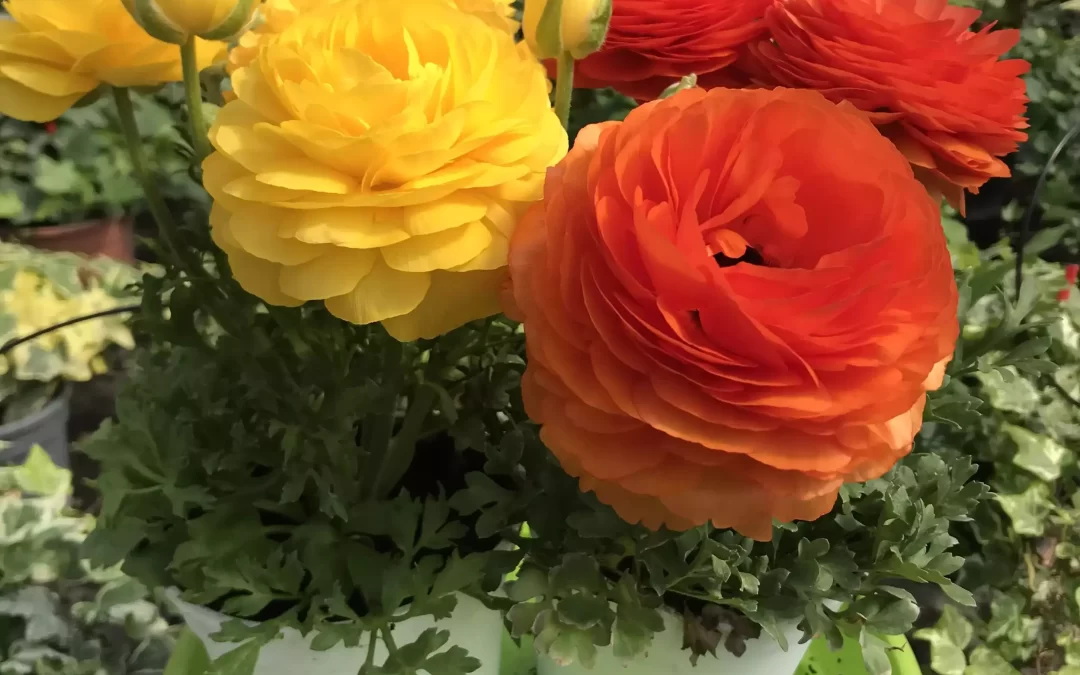 Ranuncolo: tutti i consigli pratici e i segreti della pianta