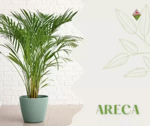 Semplice e slanciata Pianta di Areca, Florovivaisti in Firenze, Vannucci;