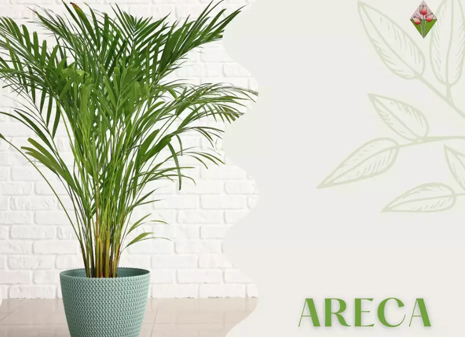 Areca