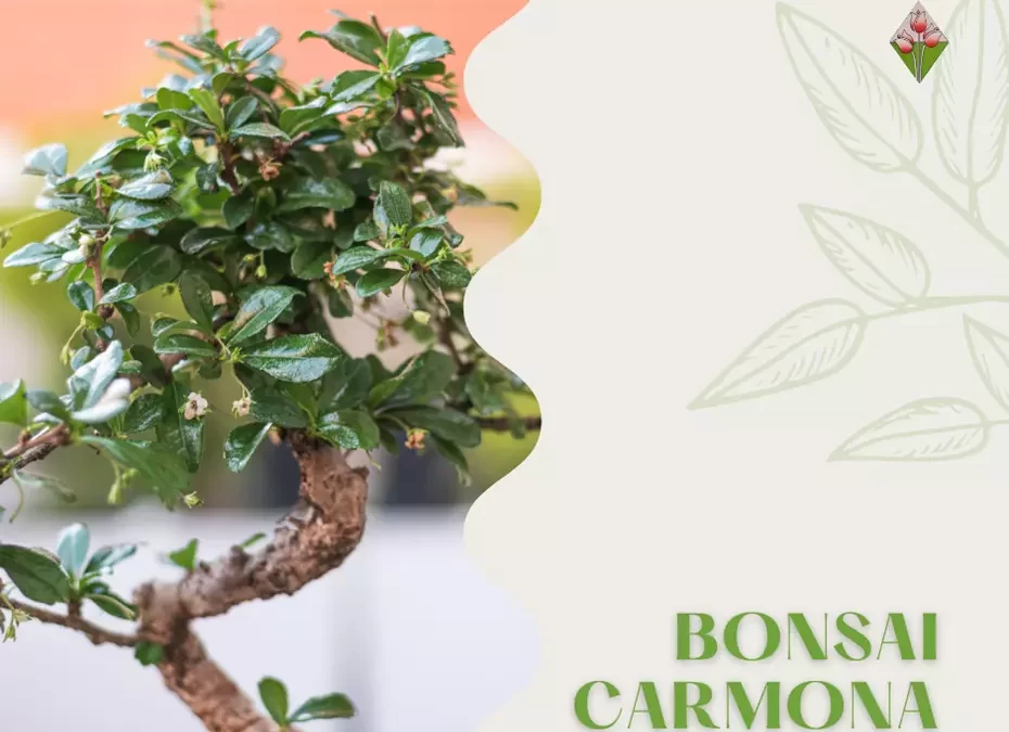 Bonsai Carmona