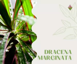 Potente e luminosa Dracena Marginata, Floricoltura vannucci; serre e vivai in Firenze;