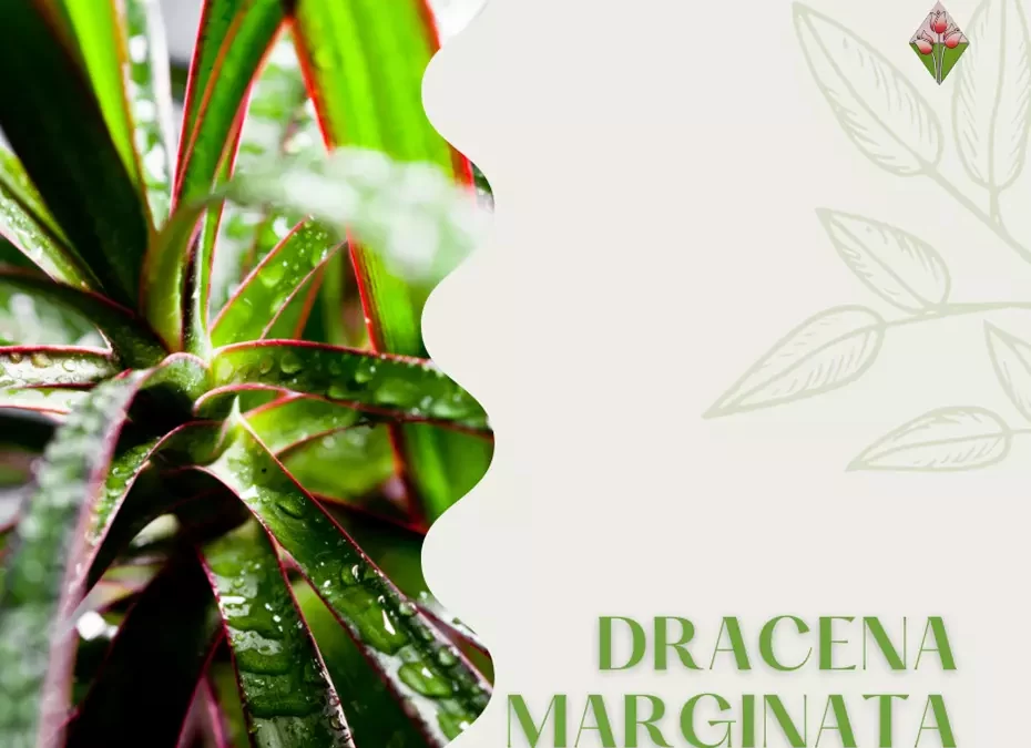 Dracena Marginata