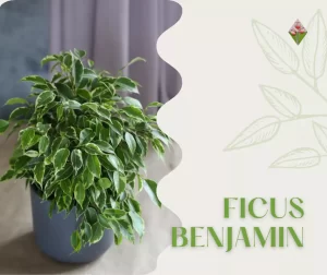 Adattabile e luminoso Ficus Benjamin; Floricoltura vannucci;serre e vivai in Firenze;