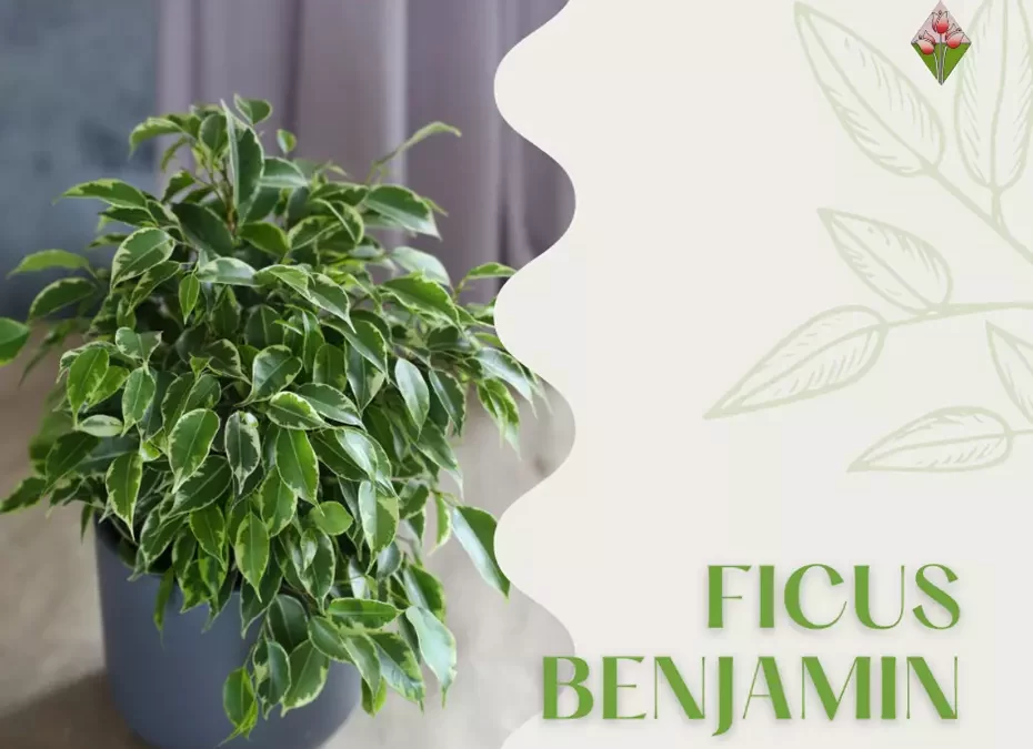 Ficus Benjamin