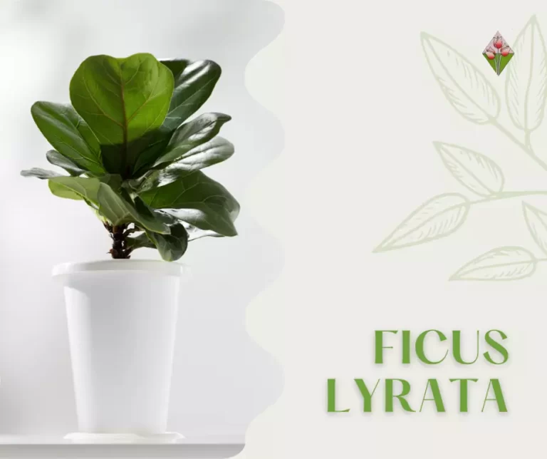 Semplice e luminoso Ficus Lyrata; Floricoltura vannucci serre e vivai in Firenze;