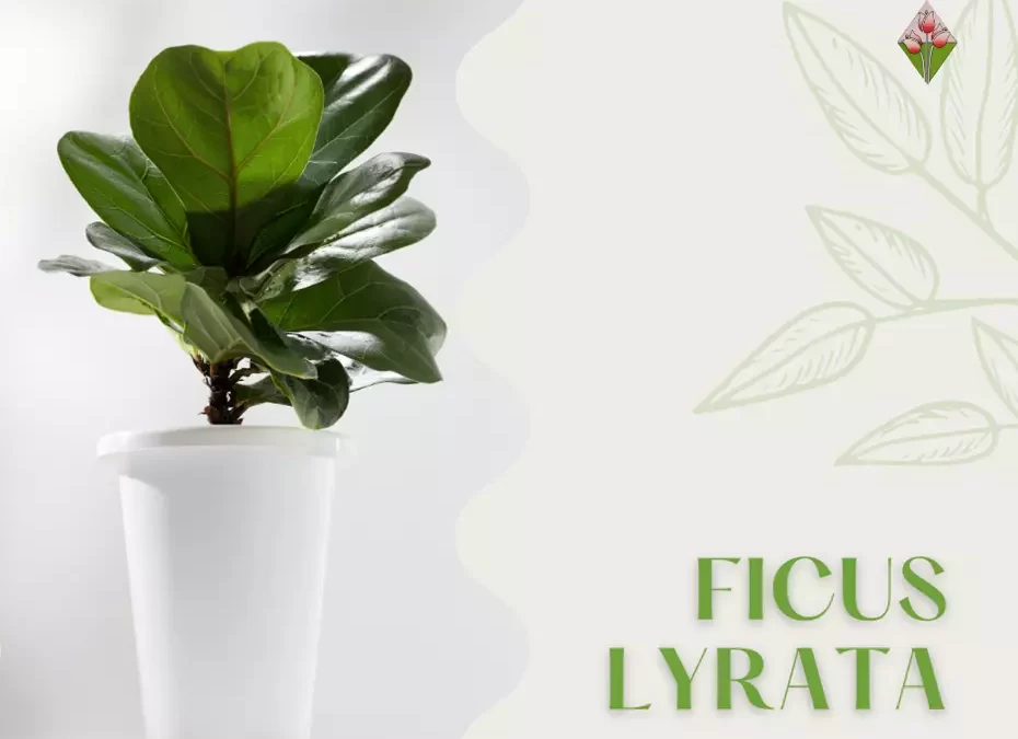 Ficus Lyrata