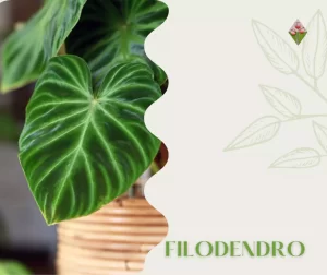 Un elegante Filodendro, Floricoltura vannucci; serre e vivai in Firenze;