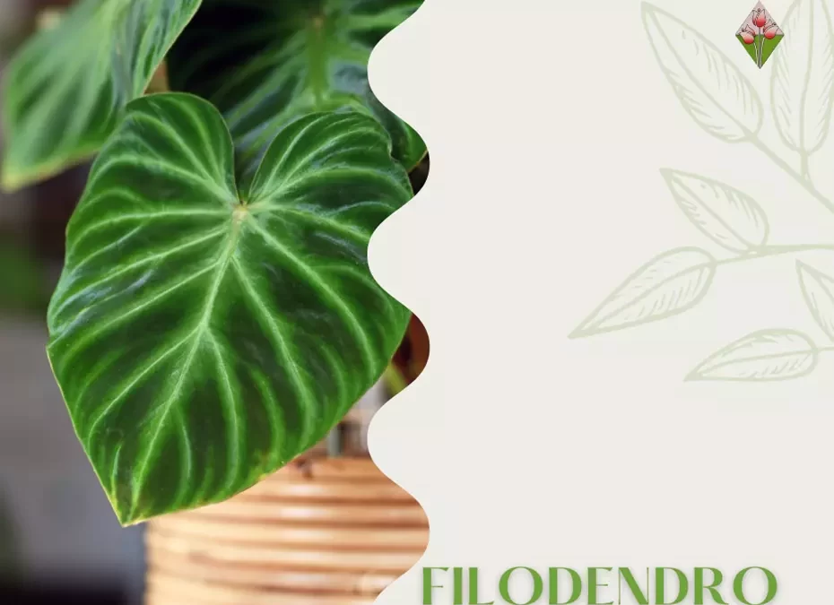 Filodendro