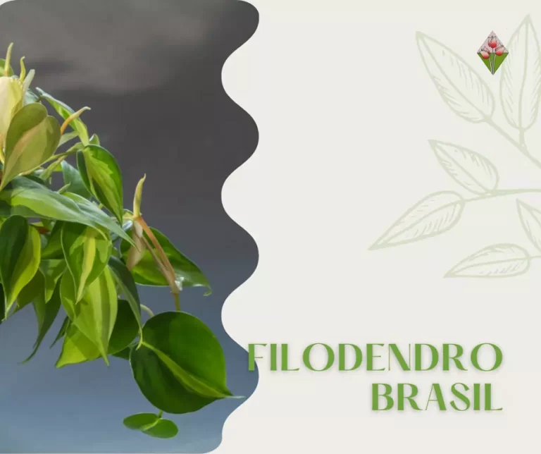 Uno sgargiante Filodendro Brasil, Floricoltura vannucci; serre e vivai in Firenze;
