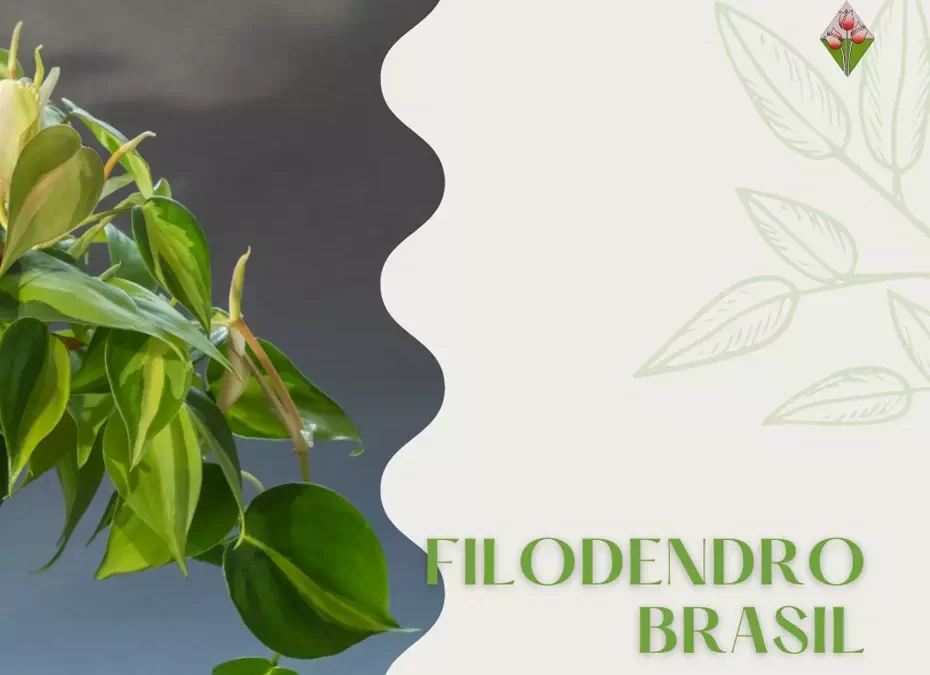 Filodendro Brasil