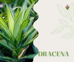 Dettaglio di Pianta di Dracena; Vivaio Vannucci; Firenze;