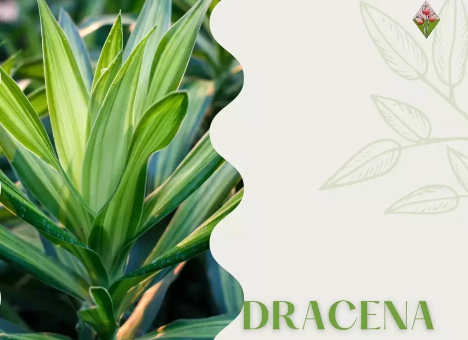 Dracena