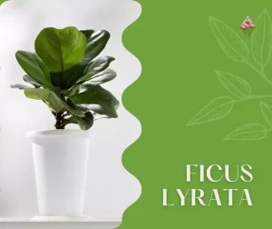 Pianta di Ficus Lyrata; specialisti in firenze; Vivaio; Floricoltura Vannucci;