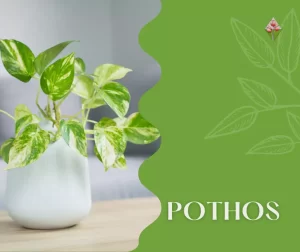 Serre di Pothos; firenze, Floricoltura Vannucci;