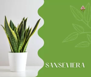 Pianta di Sanseviera; Vivaio; Firenze; Floricoltura Vannucci;