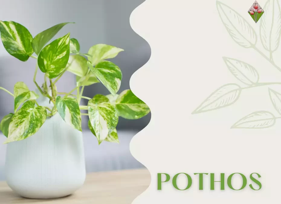 Pothos