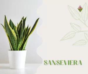 Vivaio; Floricoltura Vannucci; Sanseviera; Serra;