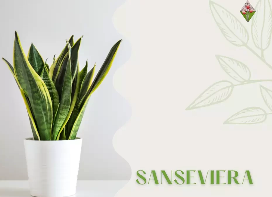 Sansevieria