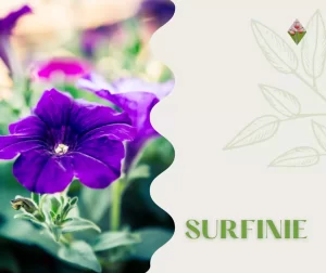 vivaio di Surfinie; Firenze; Floricoltura Vannucci;