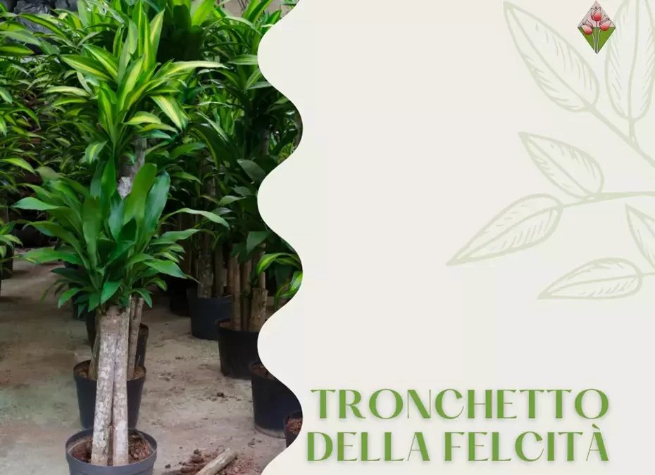 “Trunk of Happiness”