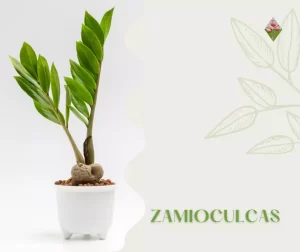 Zamioculcas; vaso; Floricoltura Vannucci; Firenze; Vivaio;