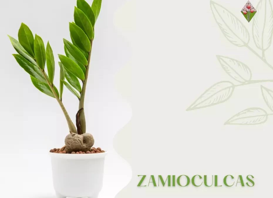 Zamioculcas